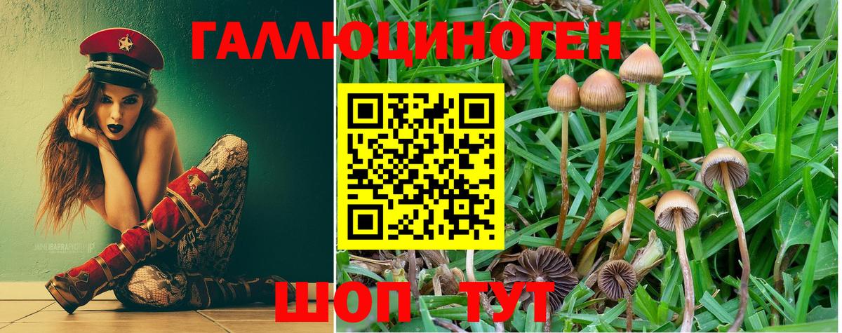 купить наркотики цена  Вход с VPN  Псилоцибиновые грибы Psilocybine cubensis  Владимир  Псилоцибиновые грибы GOLDEN TEACHER 